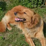 Burylowka *